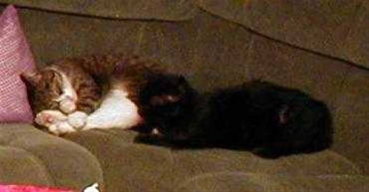 Blanding af racer Muddie † - Muddie sover med min tidligere kat Fie <3 billede 8