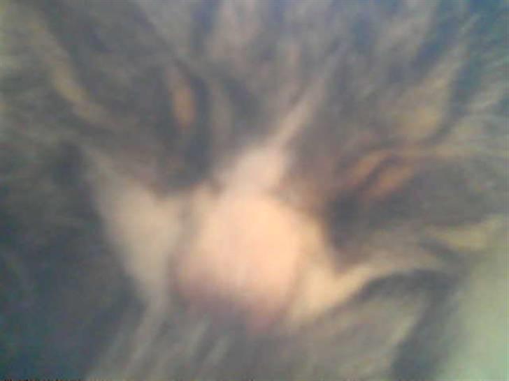 Blanding af racer Muddie † billede 9