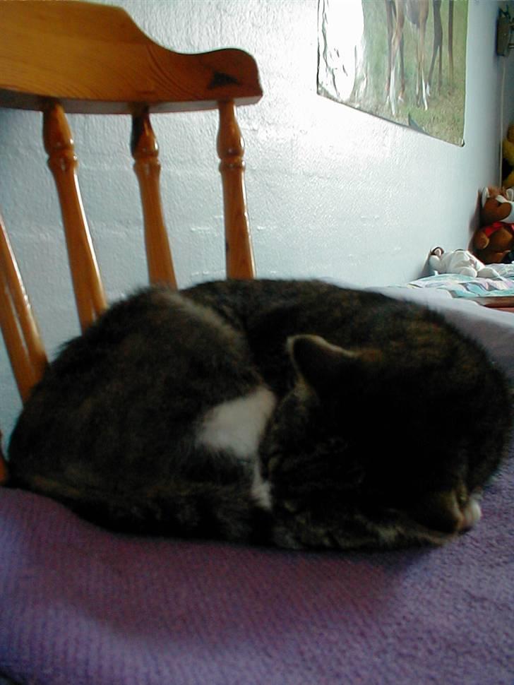 Blanding af racer Muddie † billede 10