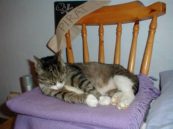 Blanding af racer Muddie † billede 11