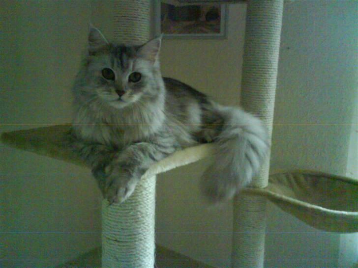 Maine Coon Misya billede 1