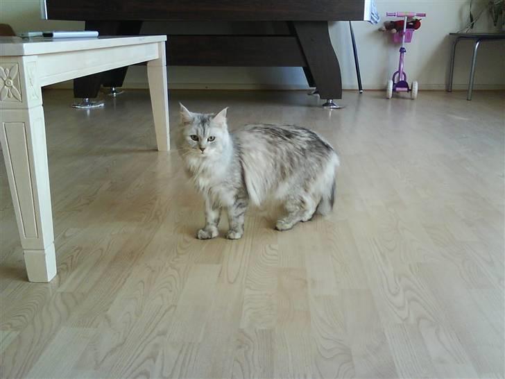 Maine Coon Misya billede 3