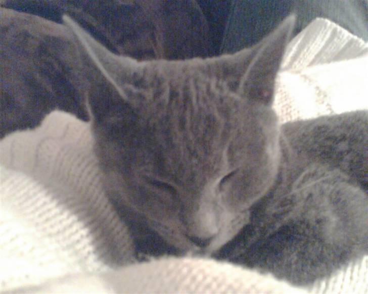 Huskat Alfred <3 billede 2