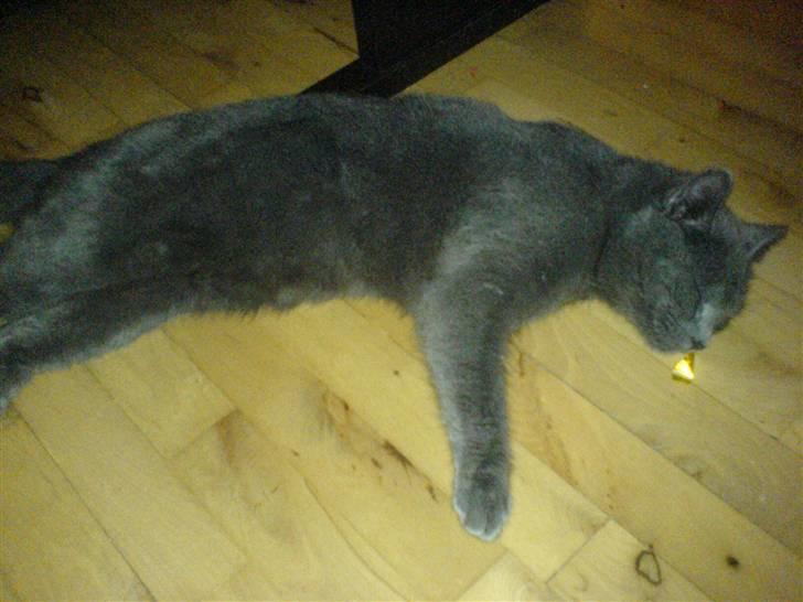 Huskat Alfred <3 billede 3