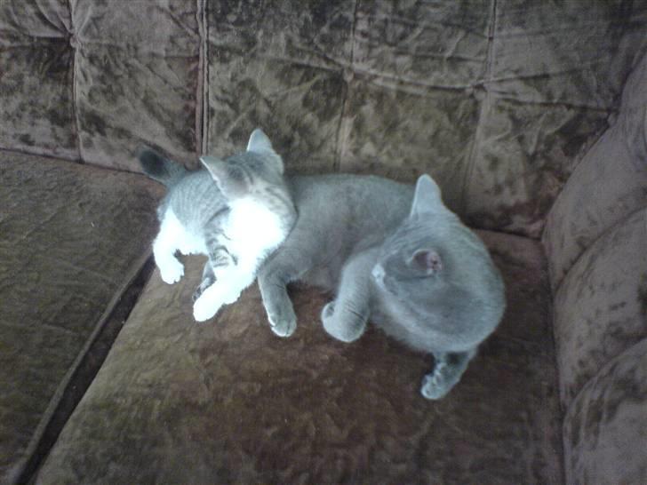 Huskat Alfred <3 billede 4