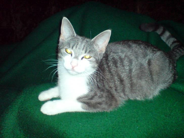 Huskat Freja <3 billede 1