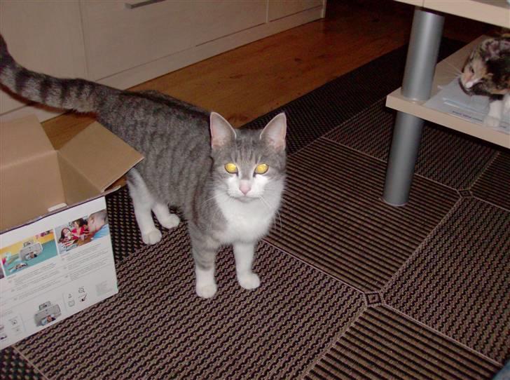 Huskat Freja <3 billede 2