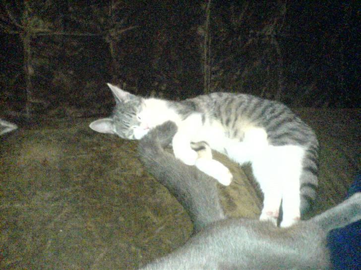 Huskat Freja <3 billede 3