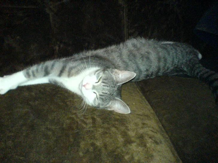 Huskat Freja <3 billede 4