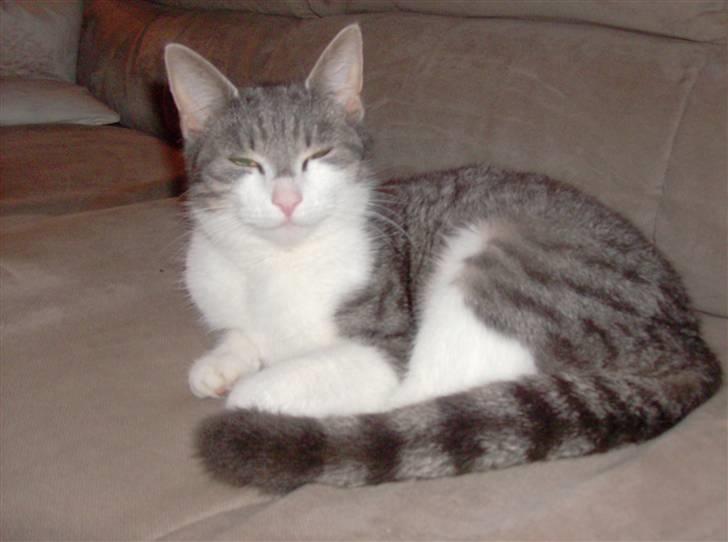 Huskat Freja <3 billede 5