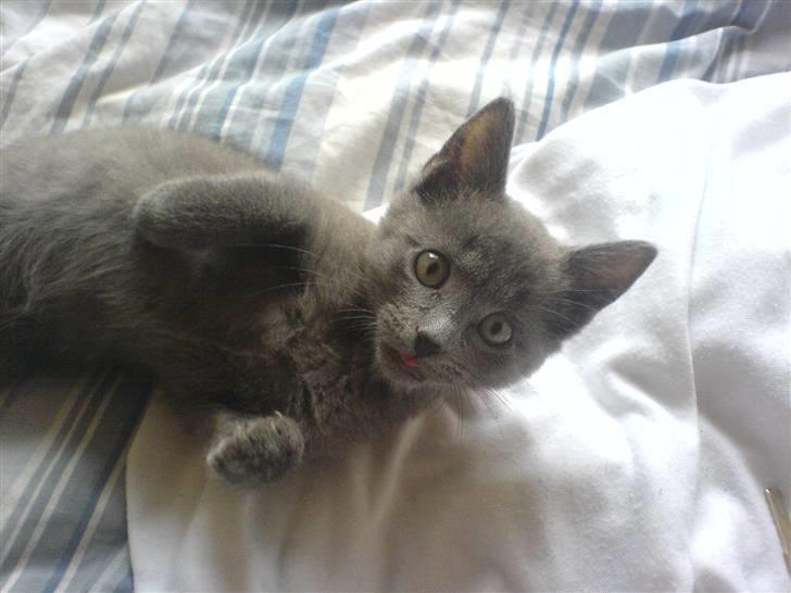 Huskat Alfred <3 billede 5