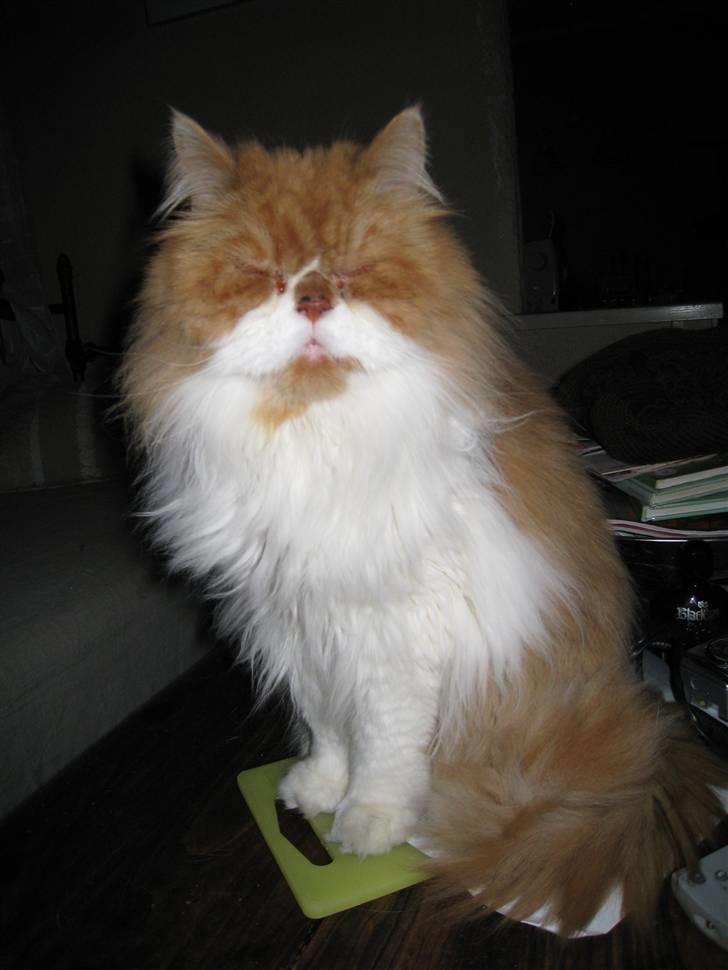 Perser Massen *30.06.2001 -26.05.2014 * - Jeg leger lige statue billede 10