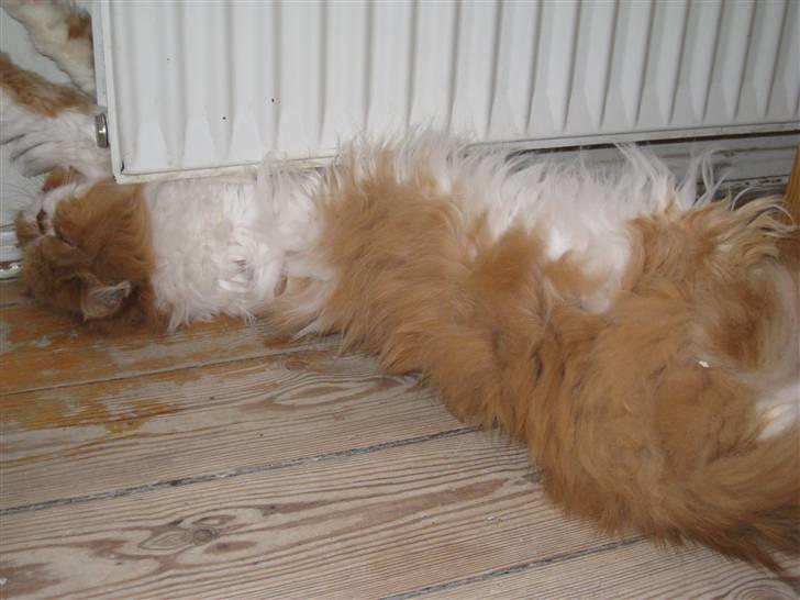 Perser Massen *30.06.2001 -26.05.2014 * - En af mine alternative måder at slappe af på billede 11