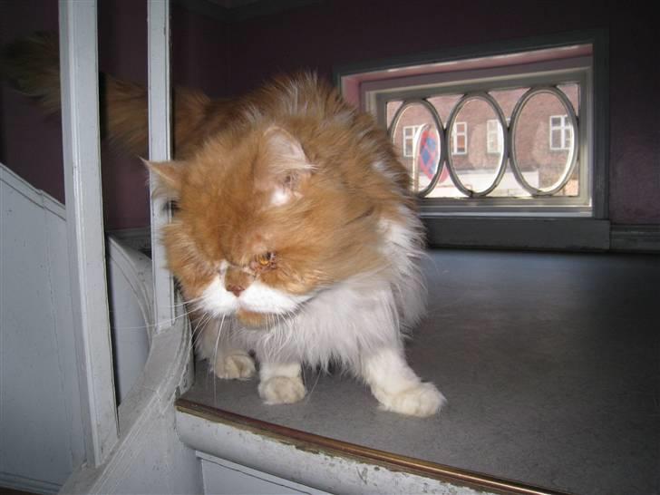 Perser Massen *30.06.2001 -26.05.2014 * - Her er jeg lige smuttet ud på trappen. Jeg elsker at fræse mellem benene på min moar, fise op ad trappen og ligge der og slange mig mens jeg miaw´er så hele opgangen kan høre mig billede 13