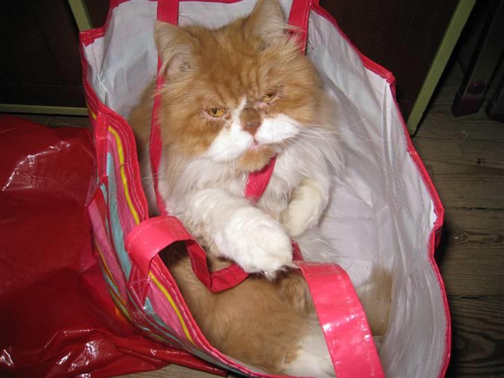 Perser Massen *30.06.2001 -26.05.2014 * - Fandt lige en pose... den er sjov at sidde i :o) billede 14