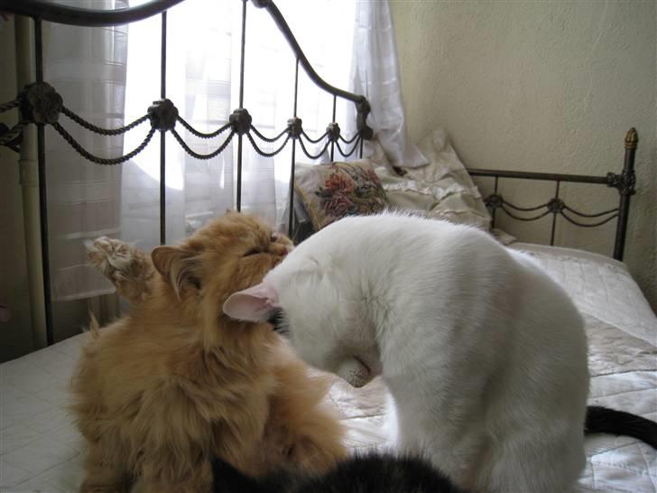 Perser Rosa *10.06.2000 - 30.06.2014* - Her nusser jeg lige lidt med Kaninskind. Vi er rigtig gode venner billede 9