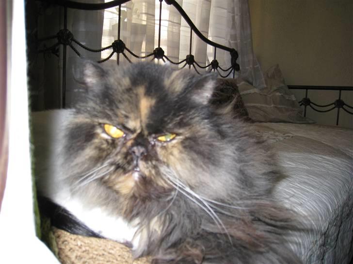 Perser Amalie  *1993- 2009* - Ligger lige og tar en slapper, jeg er jo en gammel kone efterhånden billede 7