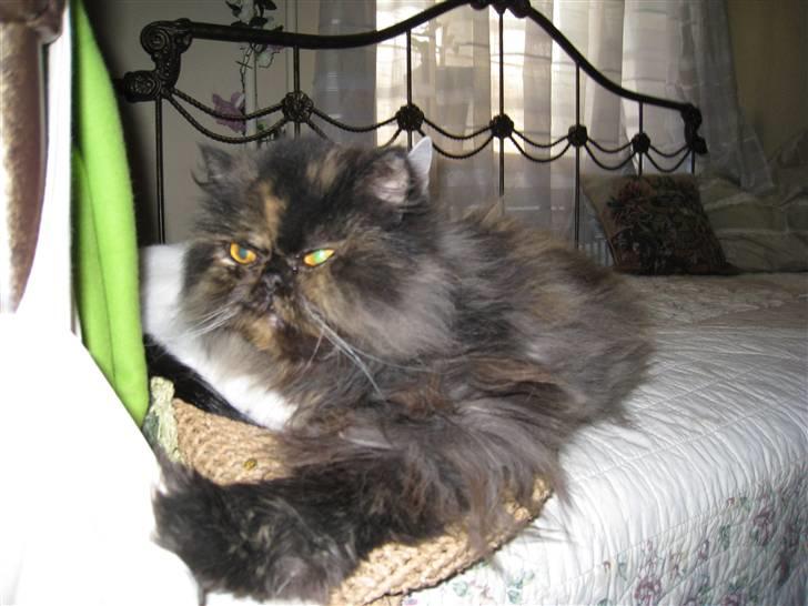 Perser Amalie  *1993- 2009* - Mig igen... og det hvide I ser er Kaninskind... hun skal altid møvle sig helt ind i hovedet på en eller anden... og denne gang var det mig det gik ud over... billede 8