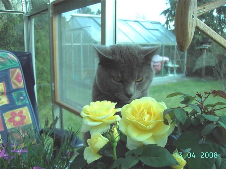 Chartreux Charlie Van Blue House billede 1