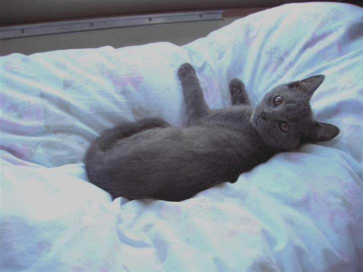 Chartreux Charlie Van Blue House billede 2