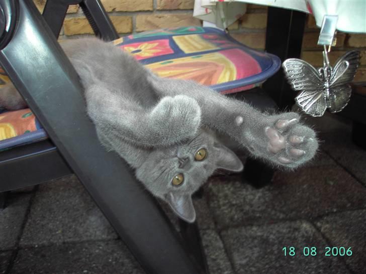 Chartreux Charlie Van Blue House billede 3