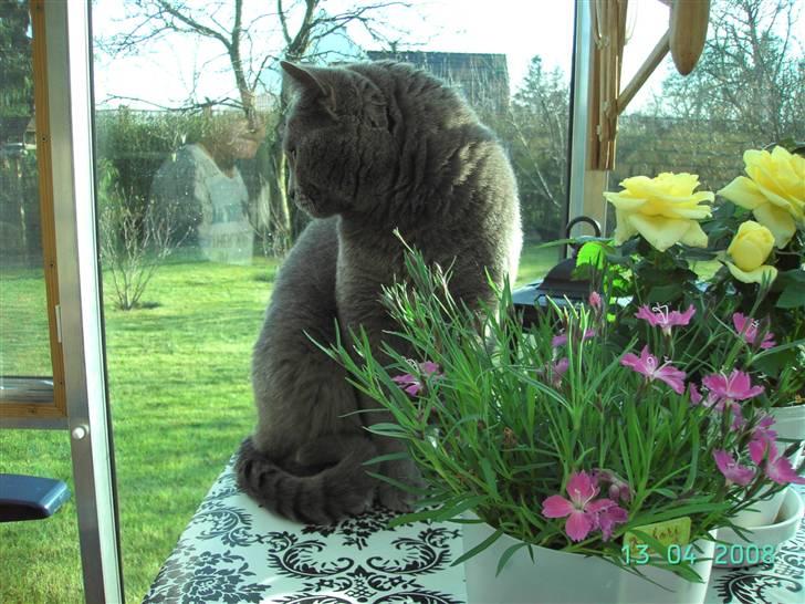 Chartreux Charlie Van Blue House billede 4