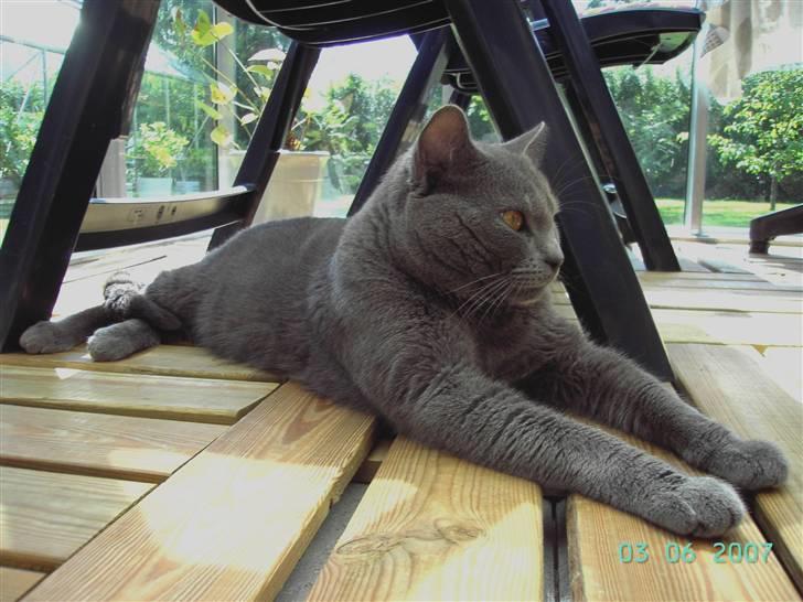 Chartreux Charlie Van Blue House billede 5