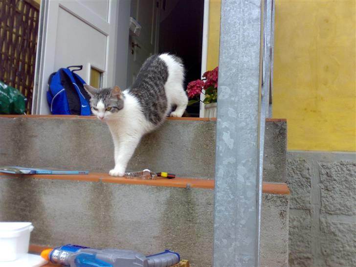 Huskat » Nina †6/05.08† <3 - Af banen nu kommer katten.. billede 10