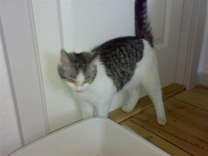 Huskat » Nina †6/05.08† <3 - En dør er ikke altid det bedste. billede 11