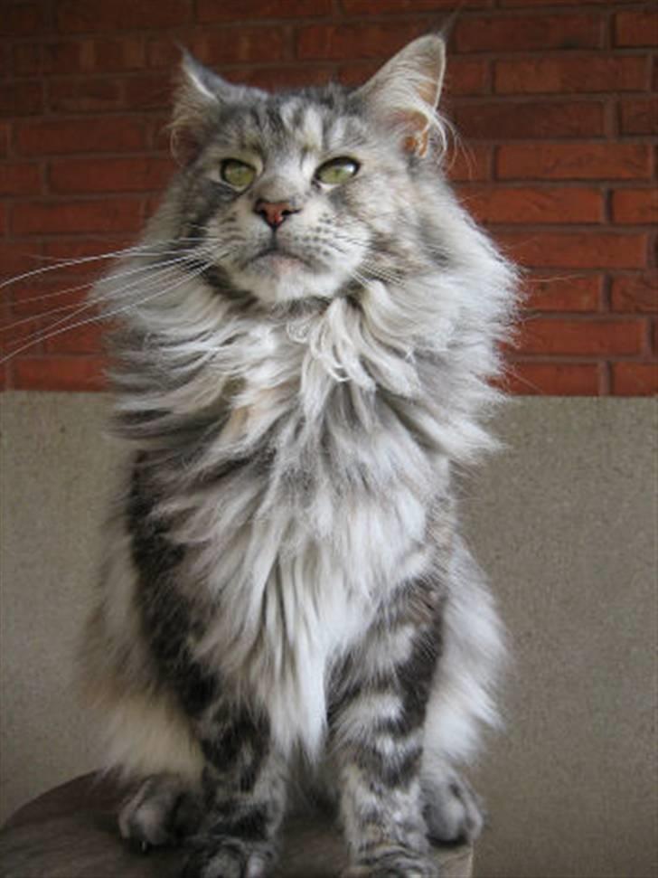 Maine Coon Cherrie billede 1