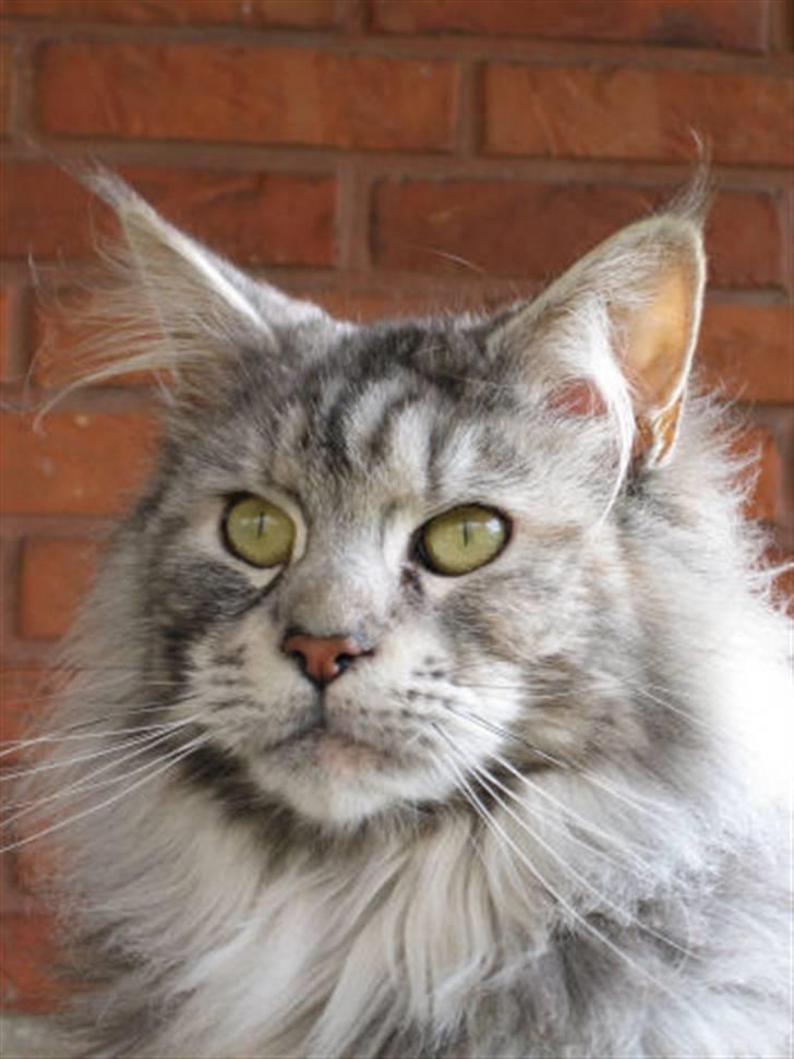 Maine Coon Cherrie billede 2
