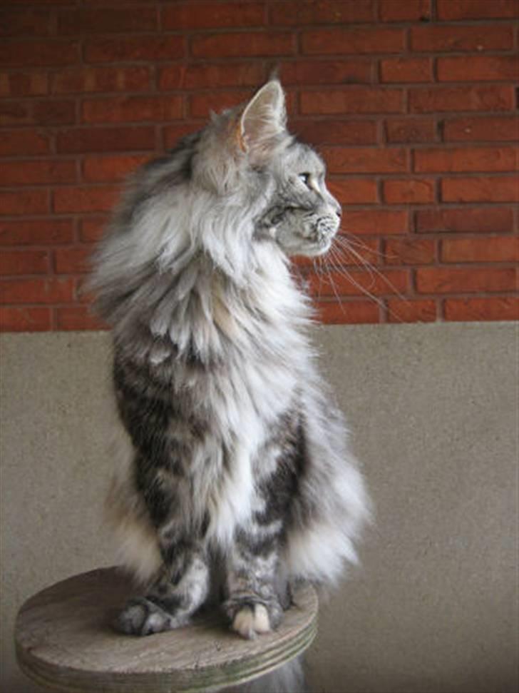 Maine Coon Cherrie billede 3