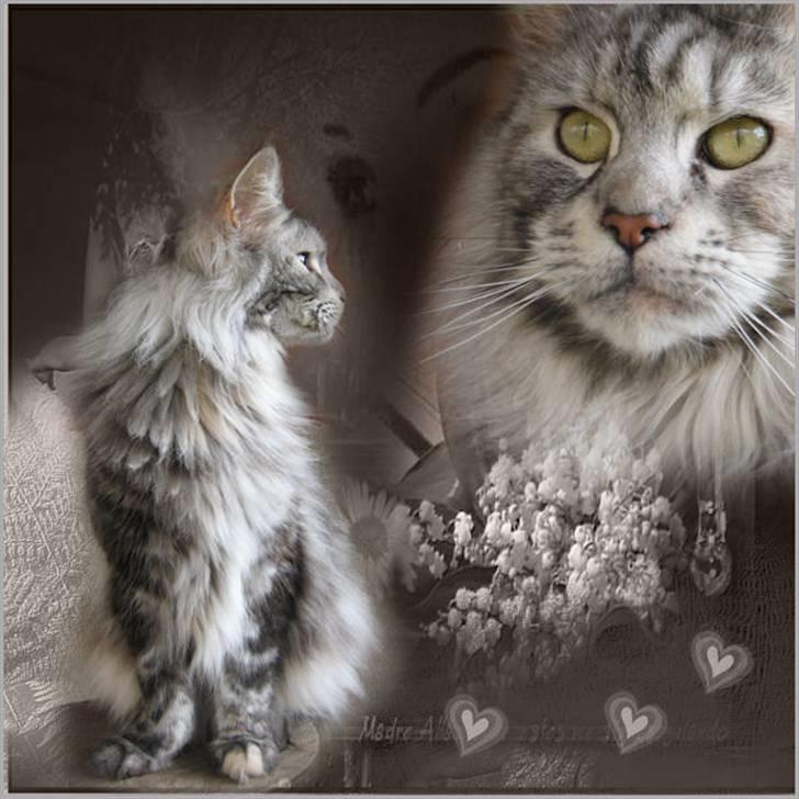 Maine Coon Cherrie billede 4