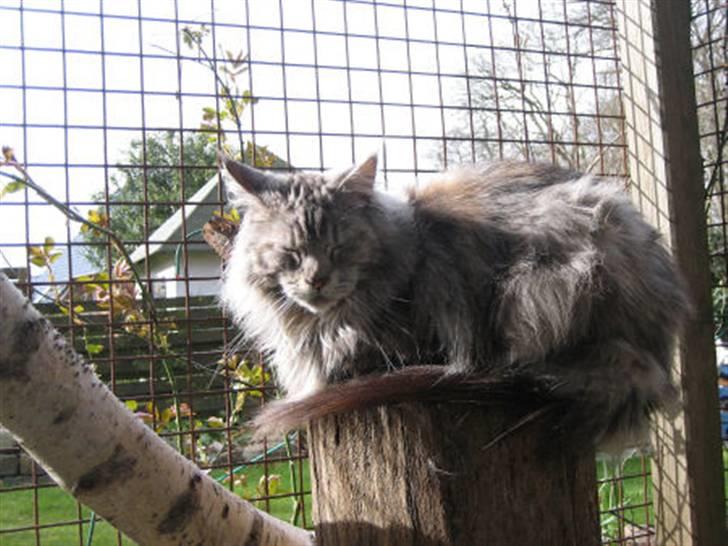 Maine Coon Cherrie billede 5