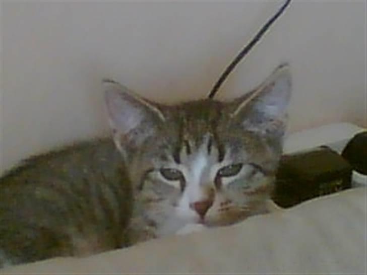 Huskat Sam billede 6