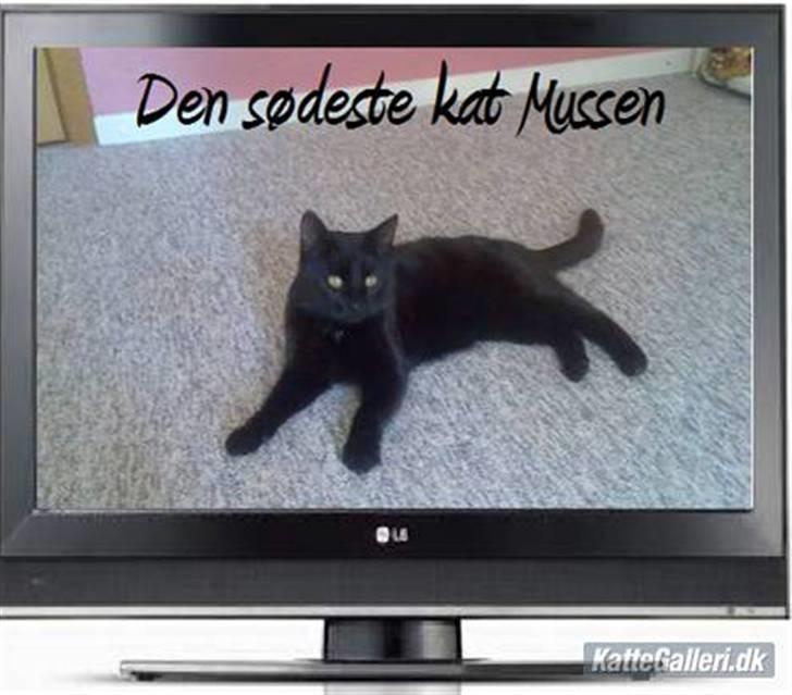 Huskat Mussen  R.I.P billede 1