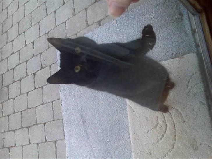 Huskat Mussen  R.I.P billede 2