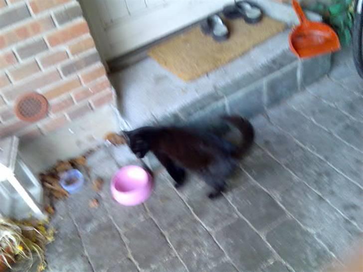 Huskat Mussen  R.I.P billede 3