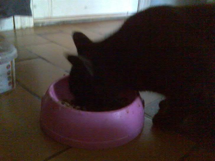 Huskat Mussen  R.I.P billede 4