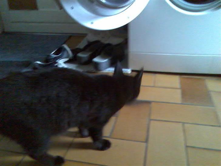 Huskat Mussen  R.I.P billede 5