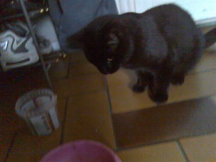 Huskat Mussen  R.I.P billede 6