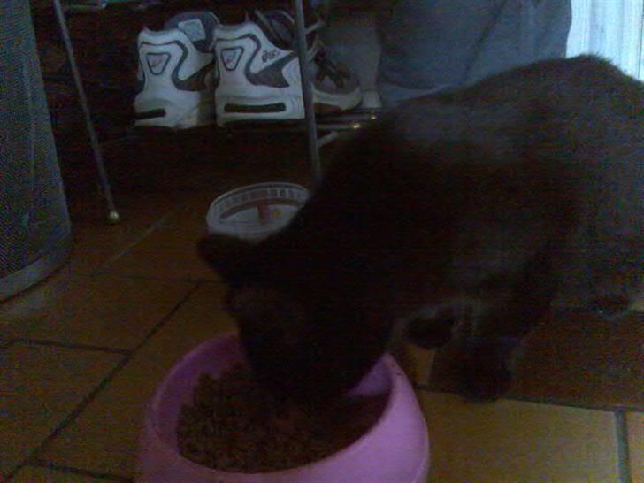 Huskat Mussen  R.I.P billede 7