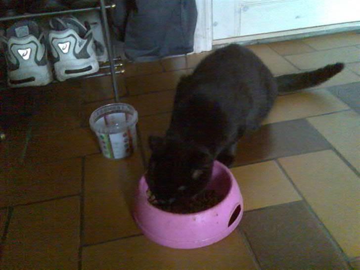 Huskat Mussen  R.I.P billede 8