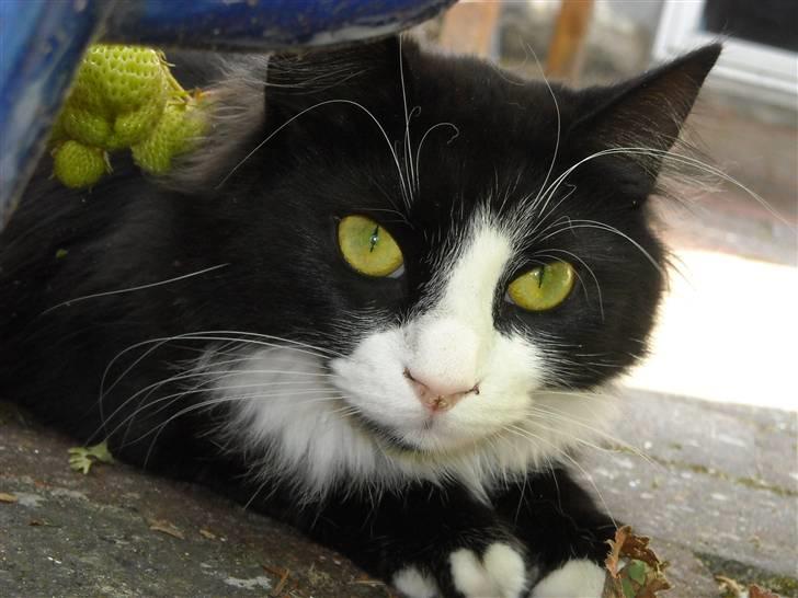 Blanding af racer » Silke <3 - 5) billede 4