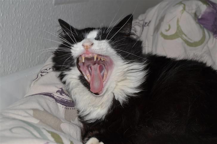 Blanding af racer » Silke <3 - 6) billede 5