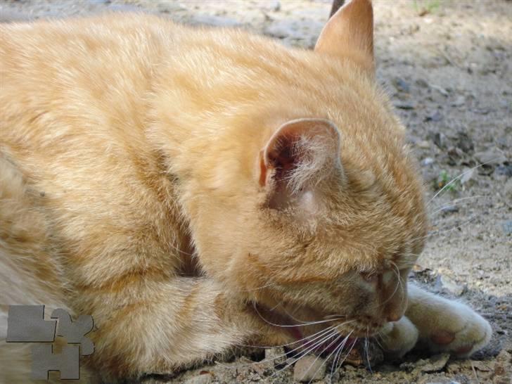 Huskat Kitty billede 11