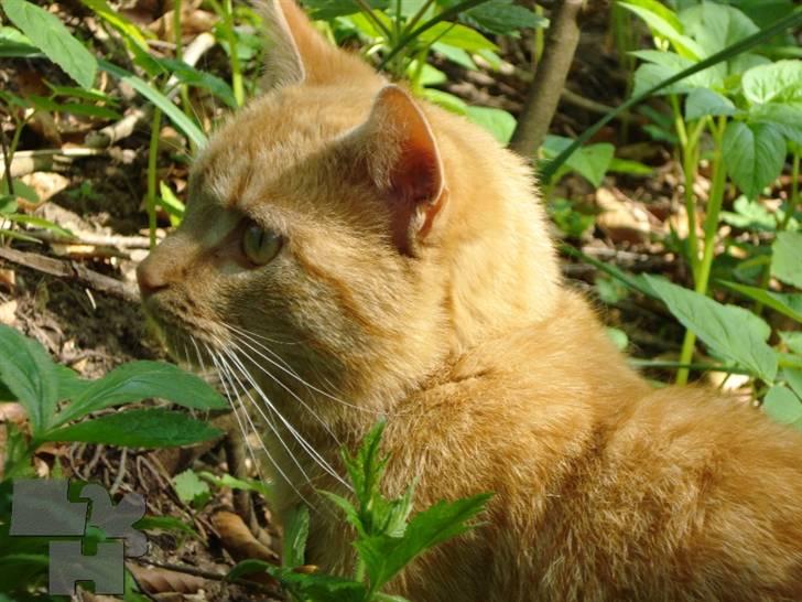 Huskat Kitty billede 12