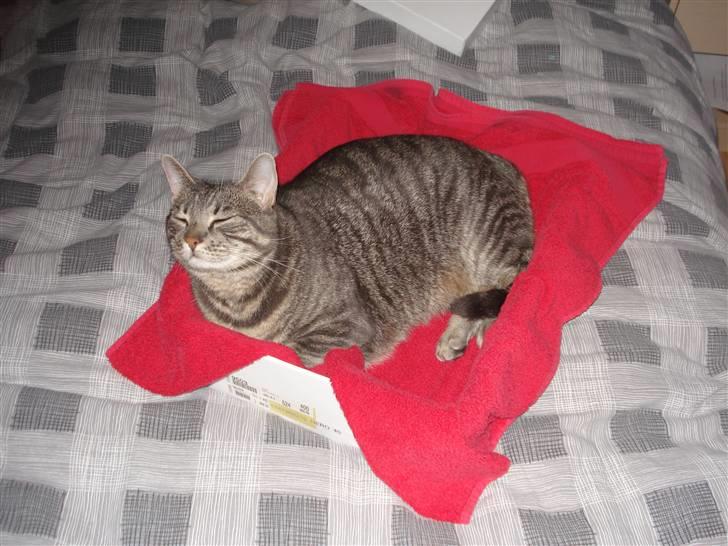 Huskat Hilda. R.I.P - Jeg elsker papkasser, især når der ligger det her håndklæde. billede 6