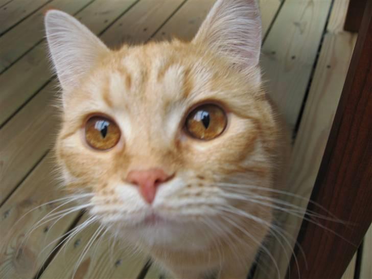 Blanding af racer Roza - Flotte Brune Øjne billede 1