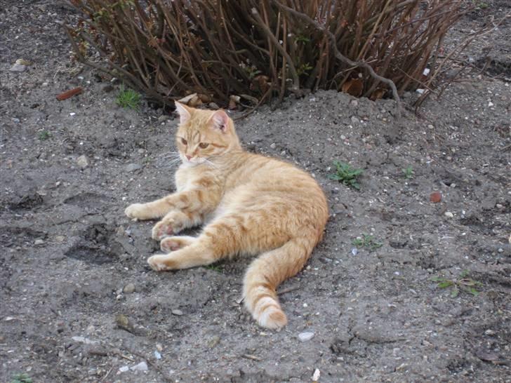 Blanding af racer Roza - Hun Nyder foråret billede 2